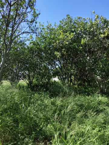 桃園新屋農地-0